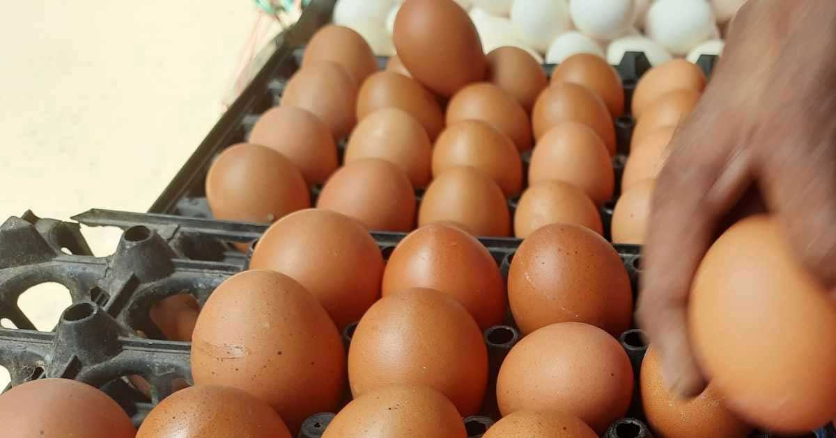 ভারত থেকে আরও দুই লাখ ৩১ হাজার ডিম আমদানি