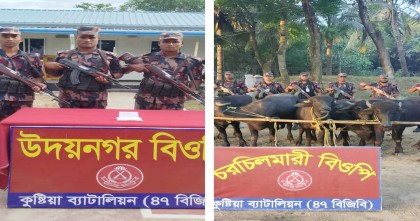 ভারত থেকে অবৈধভাবে আনা ১৪ মহিষ উদ্ধার 