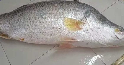 পটুয়াখালীতে এক কোরাল বিক্রি ২০ হাজারে 