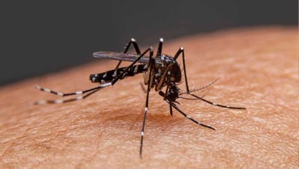 ডেঙ্গুতে আরও ৭ মৃত্যু, হাসপাতালে ভর্তি ৫৯৬