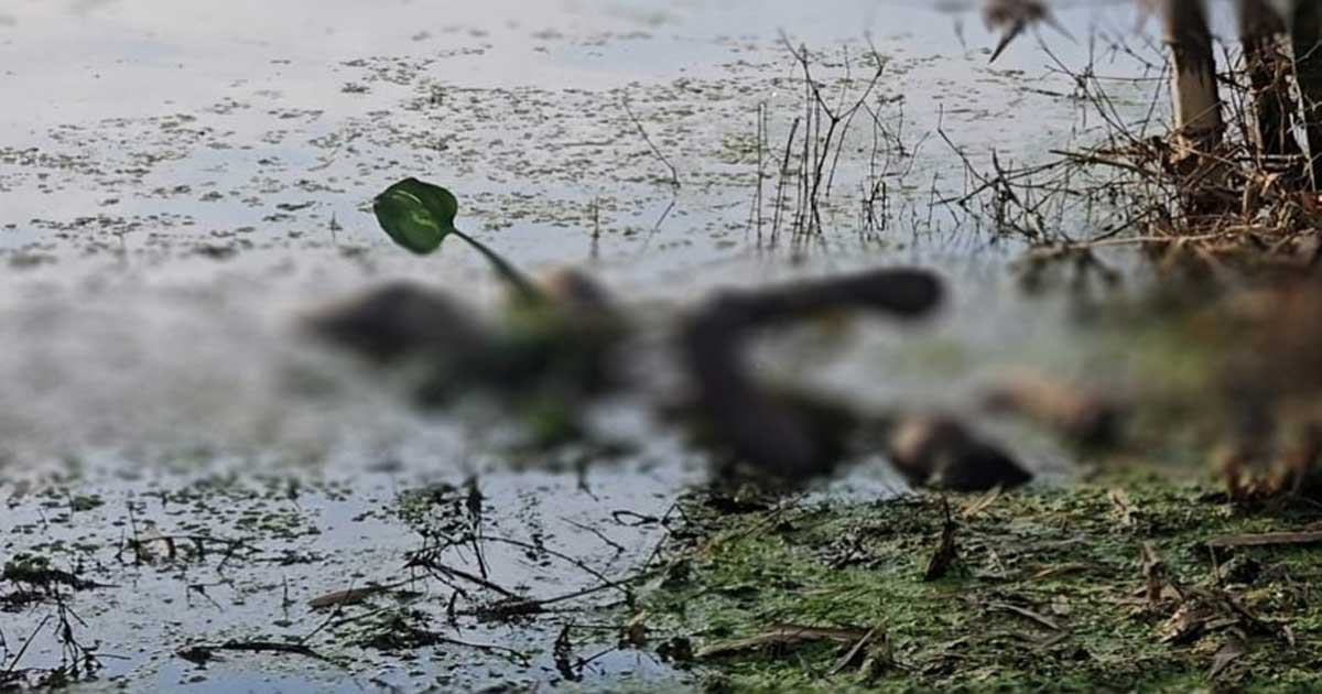 বেনাপোল সীমান্তে ৩ মরদেহ উদ্ধার