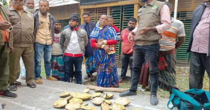 পটুয়াখালীর গলাচিপায় ২৬টি কচ্ছপ পাচারের সময় এক নারী আটক