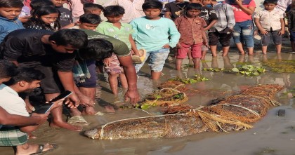 কুষ্টিয়ায় মাছ ধরার জালে উঠে এল বিশাল কুমির