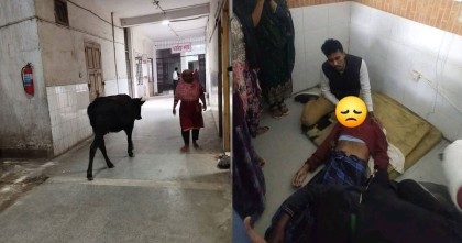 গরুর অবাদ বিচরণ আর মেঝেতে পড়ে আছে রোগী: চুয়াডাঙ্গা সদর হাসপাতাল