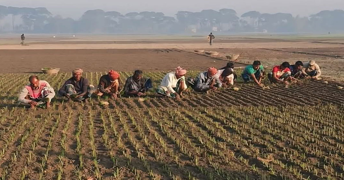 লোকসানের শঙ্কা নিয়েই হালি পিঁয়াজের চাষ শুরু করেছেন কৃষকেরা