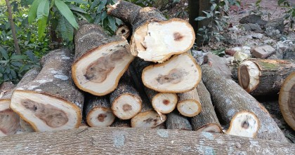 চাঁদপুরে সরকারি গাছ কাটার অভিযোগ