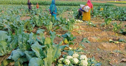 দাম নেই ফুলকপির, নষ্ট করা হচ্ছে ক্ষেতেই