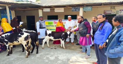 
গাভীর বাছুর বিতরণে ফটোসেশন: প্রকল্পের অর্থ আত্মসাতের চেষ্টা