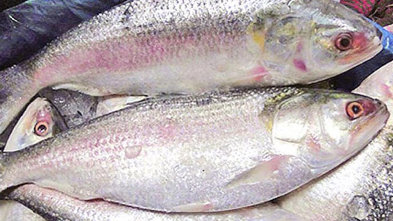 আজ থেকে ৬০০ টাকা কেজি দরে ইলিশ বিক্রি শুরু 