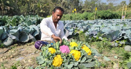 রঙিন কপি চাষে সফল লক্ষ্মীপুরের কৃষক জামাল