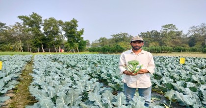 মিরসরাইয়ে ব্রোকলি চাষে আগ্রহ বাড়ছে কৃষকের