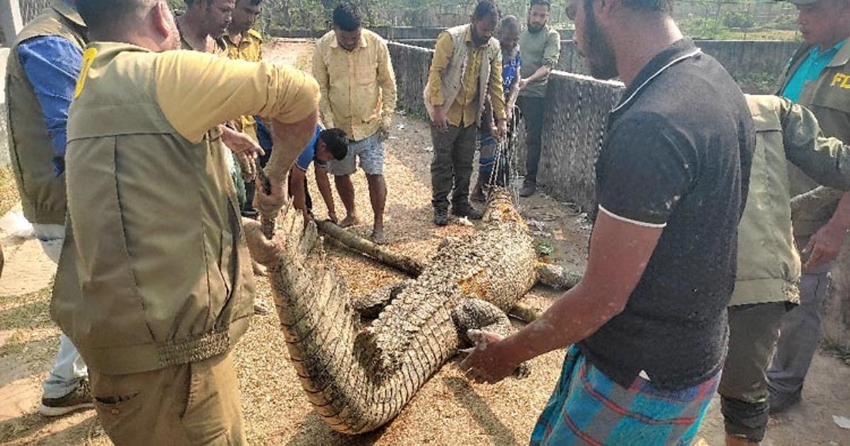 সাফারি পার্কে স্ত্রী কুমিরকে নিয়ে দুই পুরুষ কুমিরের মারামারি