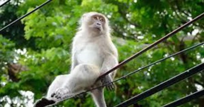 দেশজুড়ে বিদ্যুৎ বিভ্রাটের জন্য বানরকে দোষলেন শ্রীলঙ্কান মন্ত্রী