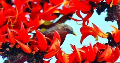 এসে গেছে বসন্ত