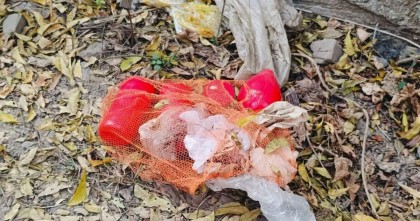চুয়াডাঙ্গায় কেরু থেকে আজও ৪ টি বোমা উদ্ধার