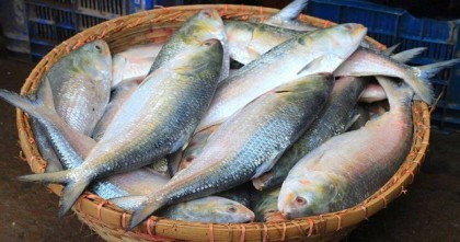সৌদি আরব ও আরব আমিরাতে ১১ হাজার টন ইলিশ পাঠাবে সরকার