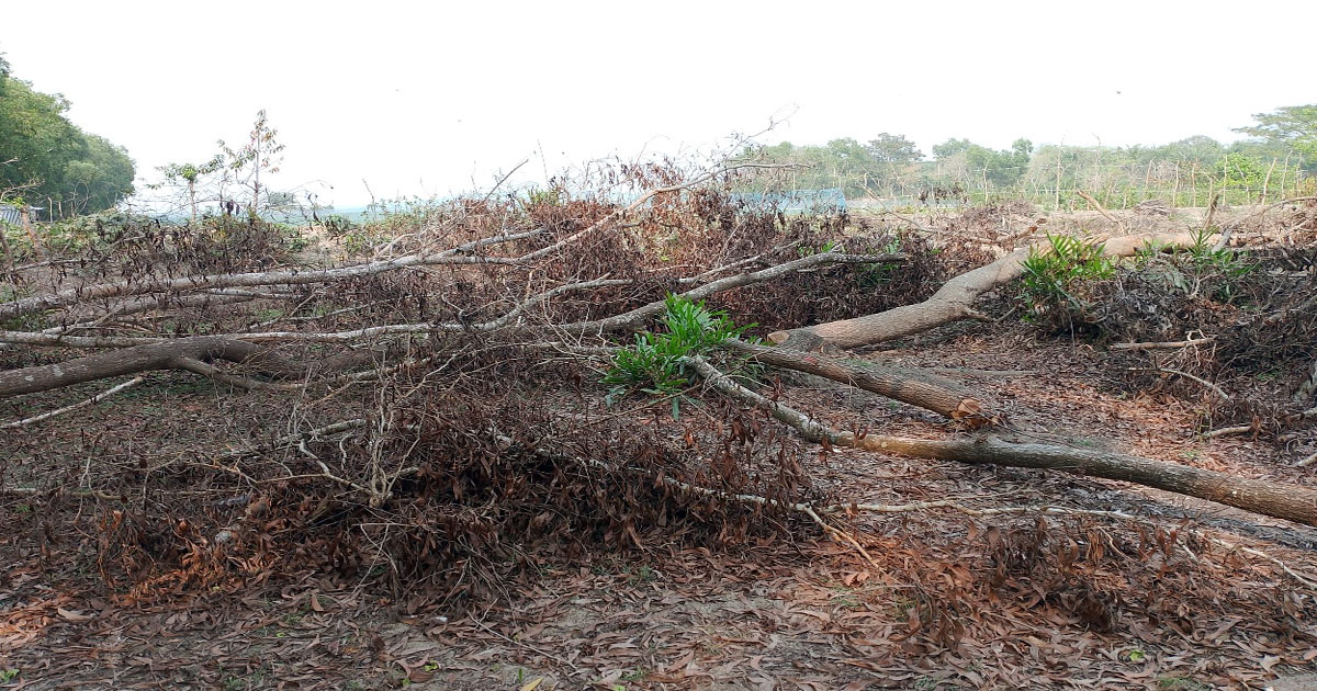 ধ্বংসের পথে তালতলী সংরক্ষিত বনাঞ্চল: লুটপাটের নেপথ্যে জাহাঙ্গীর গং