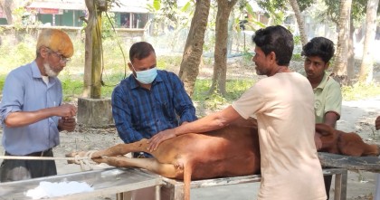 মানিকগঞ্জে গাছতলায় পশু অপারেশন: ঝুঁকিতে পশু চিকিৎসা সেবা