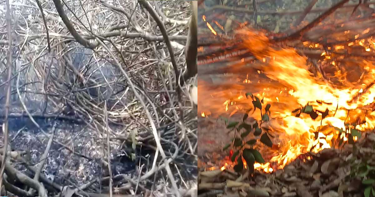 এক কিলোমিটার জুড়ে কাটা হয়েছে ফায়ার লাইন: নেভেনি আগুন 