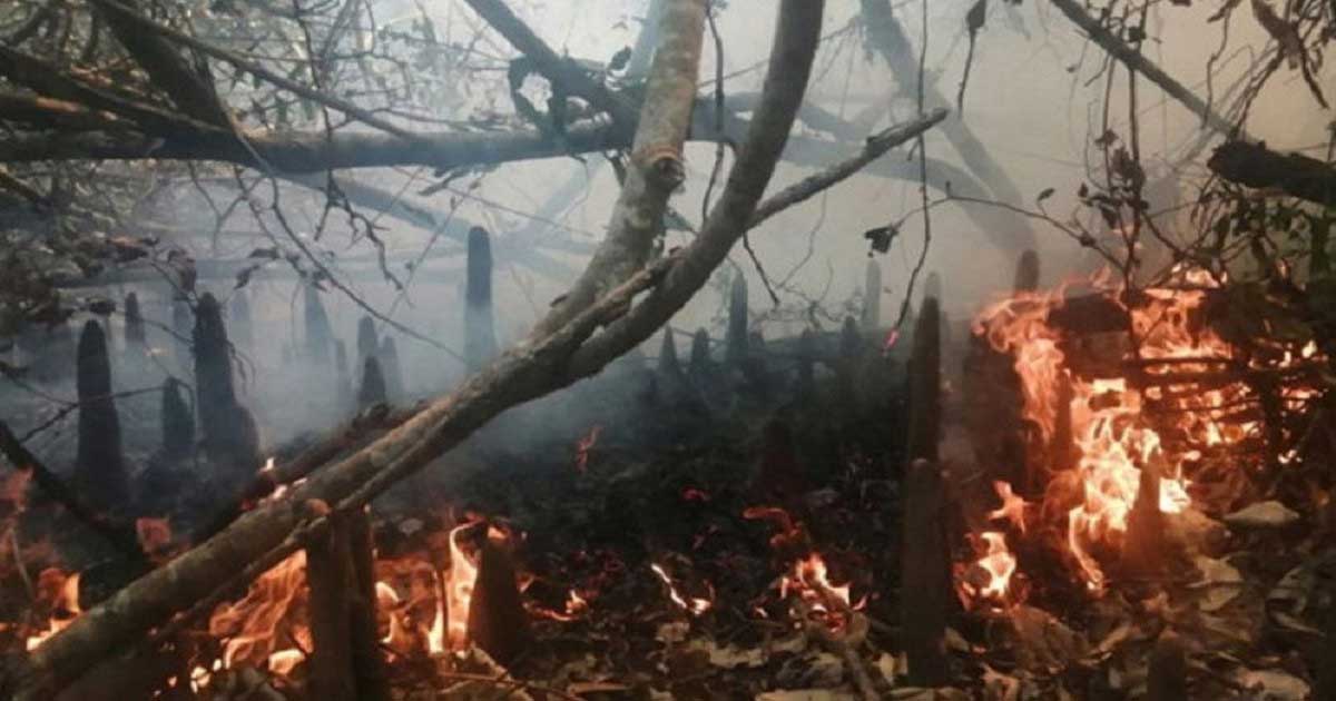 এখনো জ্বলছে সুন্দরবন, পানি সংকটে ব্যাহত হচ্ছে নেভানোর কাজ