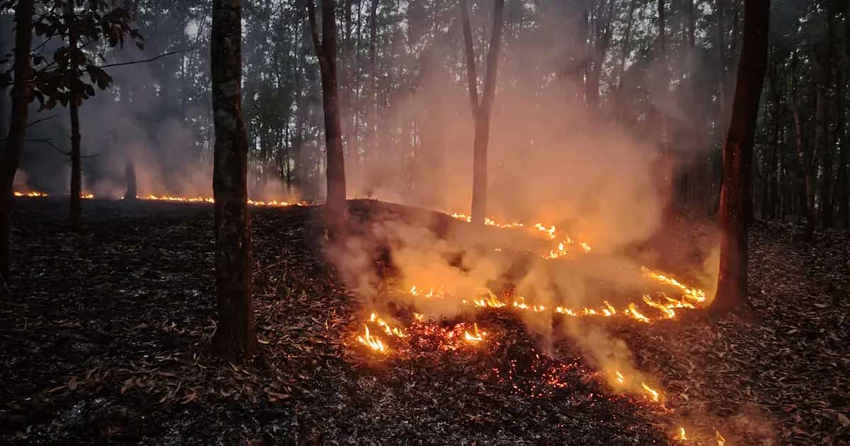 আগুনে পুড়ছে টাঙ্গাইলের শাল-গজারি বন
