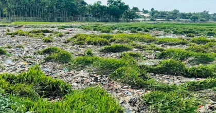 উখিয়ায় রোহিঙ্গা ক্যাম্পের বর্জ্যে কৃষকদের সর্বনাশ