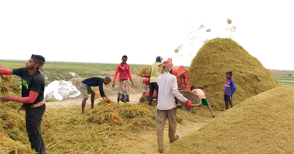 হাওরে ধান কাটায় ধুম, বাম্পার ফলনে খুশি চাষিরা 