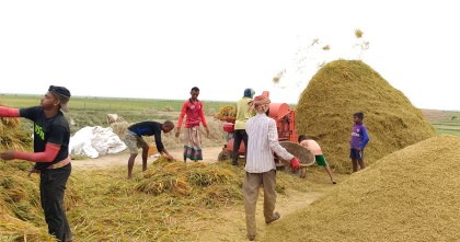 হাওরে ধান কাটায় ধুম, বাম্পার ফলনে খুশি চাষিরা 
