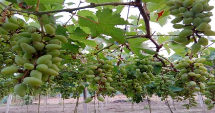 আঙুর চাষে স্বপ্ন বুনছেন চুয়াডাঙ্গার দুইভাই