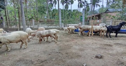 সৈয়দপুরে গড়ে উঠেছে মরুর দুম্বার খামার, দর্শনার্থীদের ভিড়