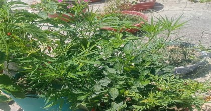 শরীয়তপুর সদর হাসপাতালের স্টাফ কোয়ার্টারের ছাদে গাঁজা চাষ 