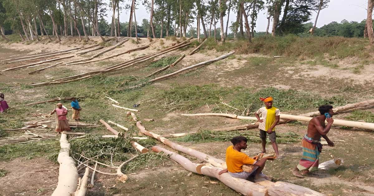 সিরাজগঞ্জে ঋণের দায় শোধে সরকারি গাছ বিক্রি