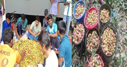 হলের গাছ থেকে লিচু পেড়ে রুমে রুমে পৌছে দিলেন রাবি শিক্ষার্থীরা