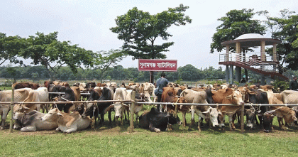 সুনামগঞ্জে ট্রলারসহ ভারতীয় গরু আটক
