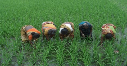 হামরা মে দিবস বুঝি না