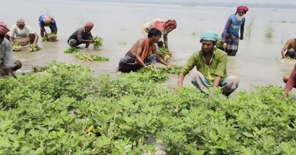 সিরাজগঞ্জে বাদাম খেত পানির নিচে, লোকসানে কৃষক