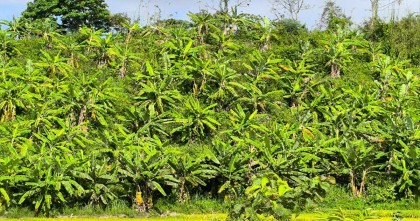 পাহাড়ী টিলায় কলা চাষে ঝুঁকছেন চাকমারা
