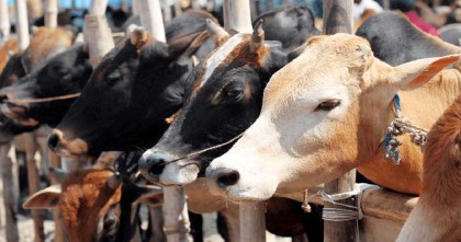 এবার কোরবানিযোগ্য পশু ১ কোটি ২৪ লাখ, আমদানির প্রয়োজন নেই