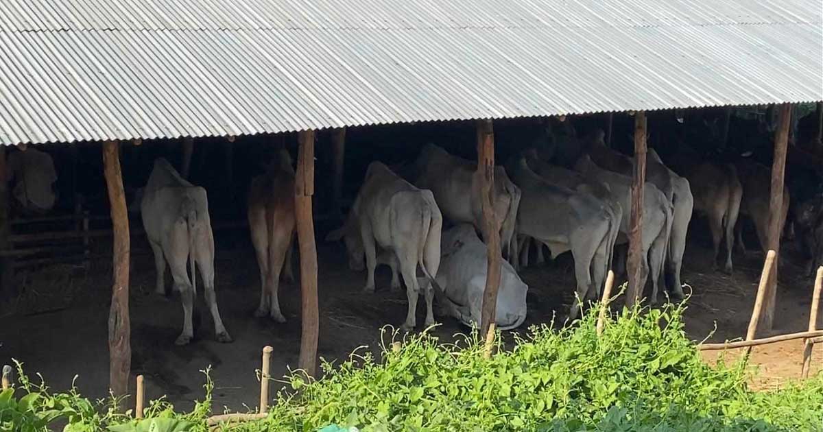 ঈদগাঁও বাজারে ১৫৫ বার্মিজ গরু-মহিষ জব্দ