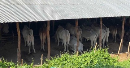 ঈদগাঁও বাজারে ১৫৫ বার্মিজ গরু-মহিষ জব্দ
