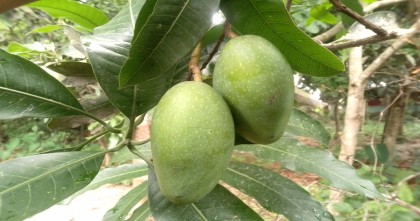জিআই পণ্যের নিবন্ধন পেলো নওগাঁর নাক ফজলি আম