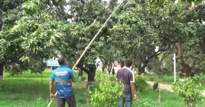 সাভারে আমের বাম্পার ফলন