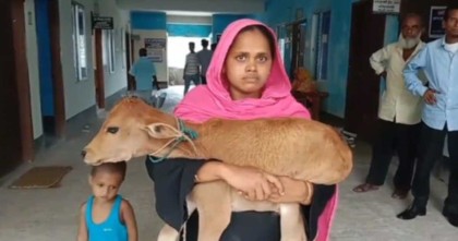 চাঁদা না পেয়ে গাভী নিয়েছে নেতায়, বাছুর নিয়ে আদালতে গৃহবধু