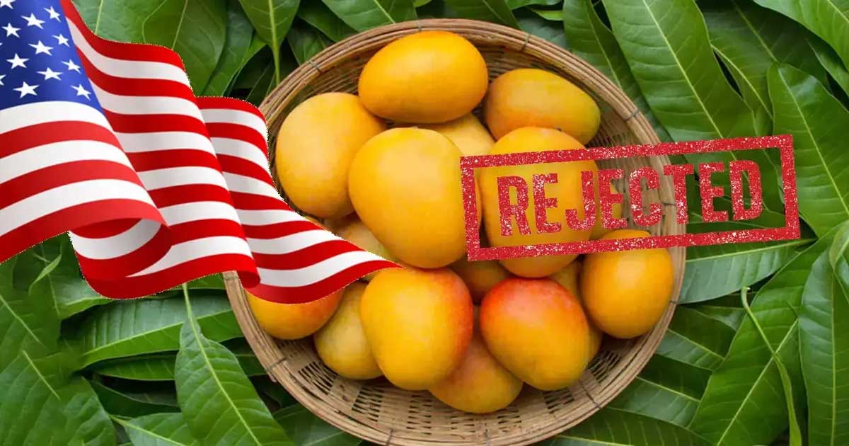 বড় চালান, বড় ধাক্কা : যুক্তরাষ্ট্রে ঢুকল না ভারতের আম