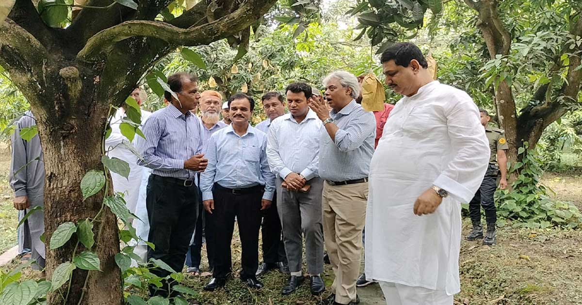 চীনে যাবে ১ লাখ ২০ হাজার মেট্রিক টন আম