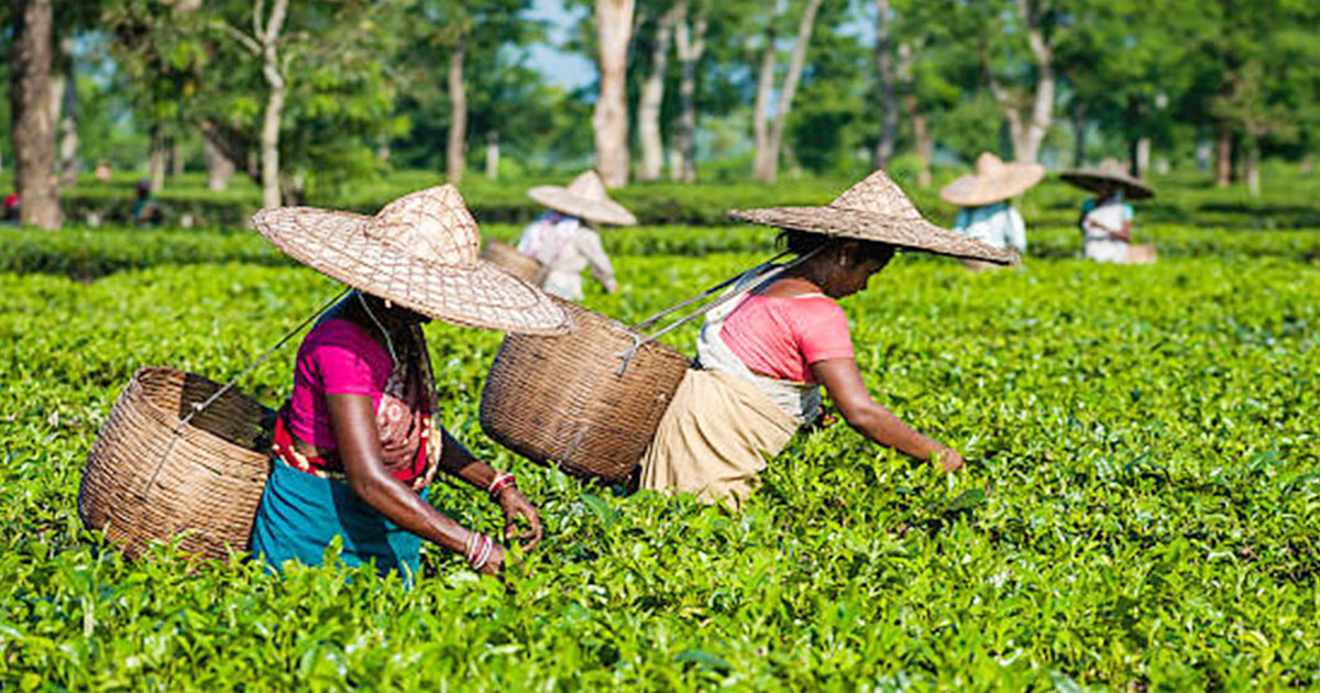 ঐতিহাসিক চা শ্রমিক দিবস আজ