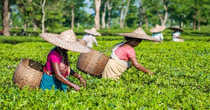 ঐতিহাসিক চা শ্রমিক দিবস আজ