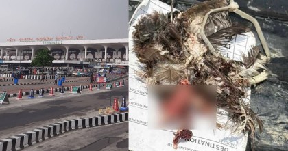 পাখির আঘাতে আগুন লাগে প্লেনের ইঞ্জিনে