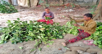 নওগাঁর জমে উঠেছে কাঁঠাল পাতার ব্যবসা