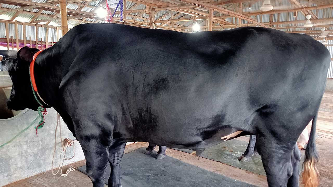 তিনটি গরু কিনলেই ওমরাহ্ ফ্রি 